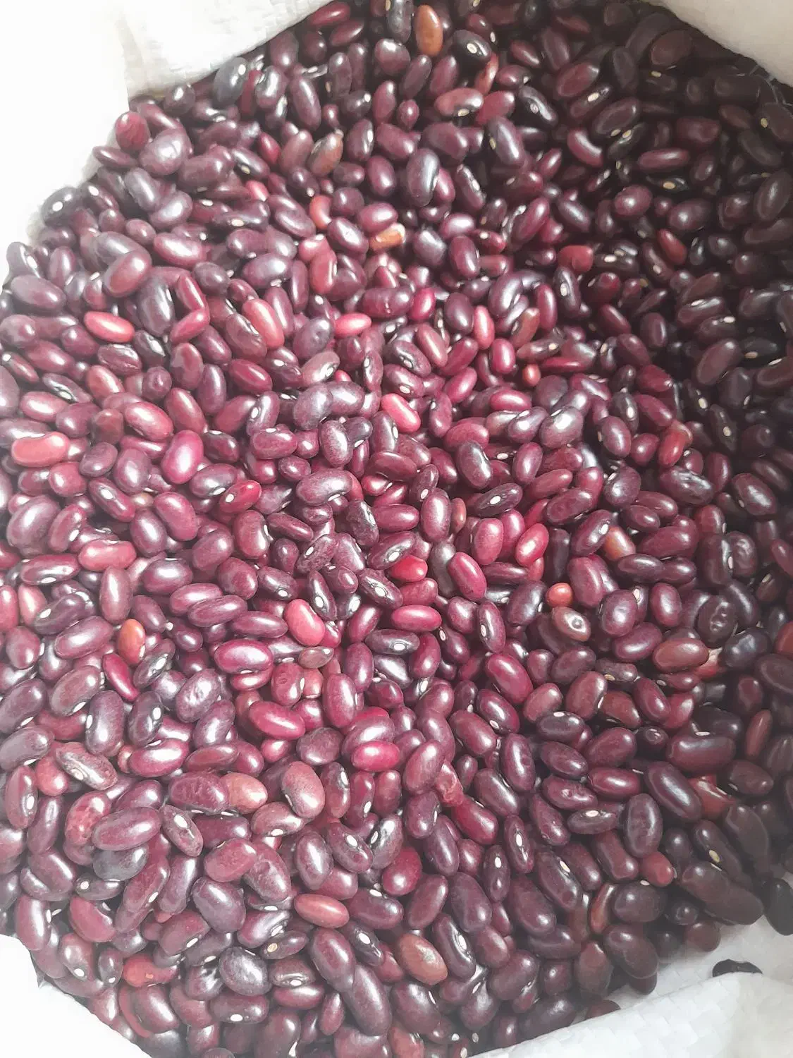 فروش لوبیا قرمز قیمت مناسب|خوردنی و آشامیدنی|شهرکرد, |دیوار