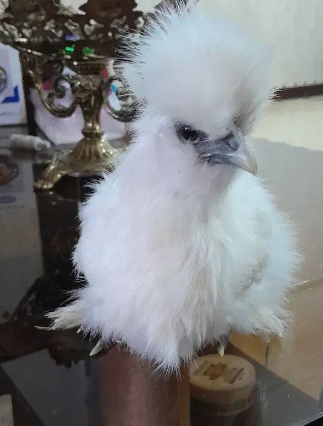 تخم مرغ ابریشمی|حیوانات مزرعه|بهارستان, |دیوار