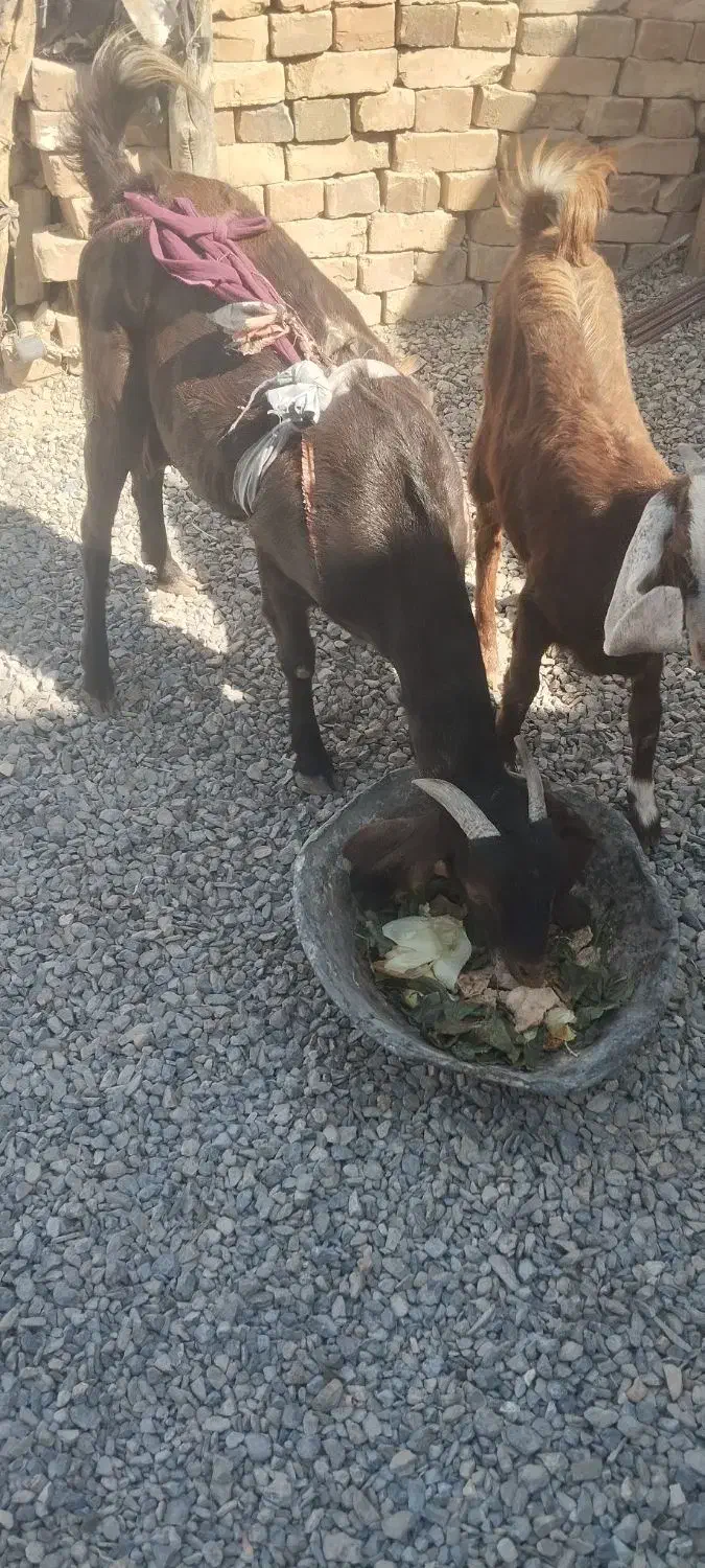 فروش بز|حیوانات مزرعه|خاش, |دیوار