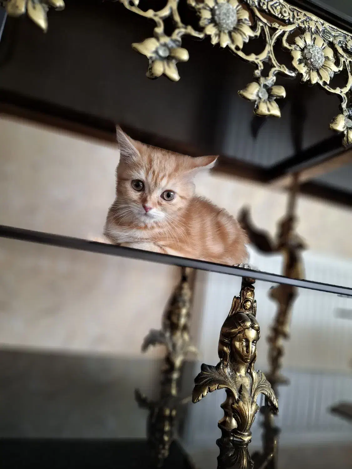 گربه بریتیش گارد فیلد تبی نر|گربه|تبریز, |دیوار