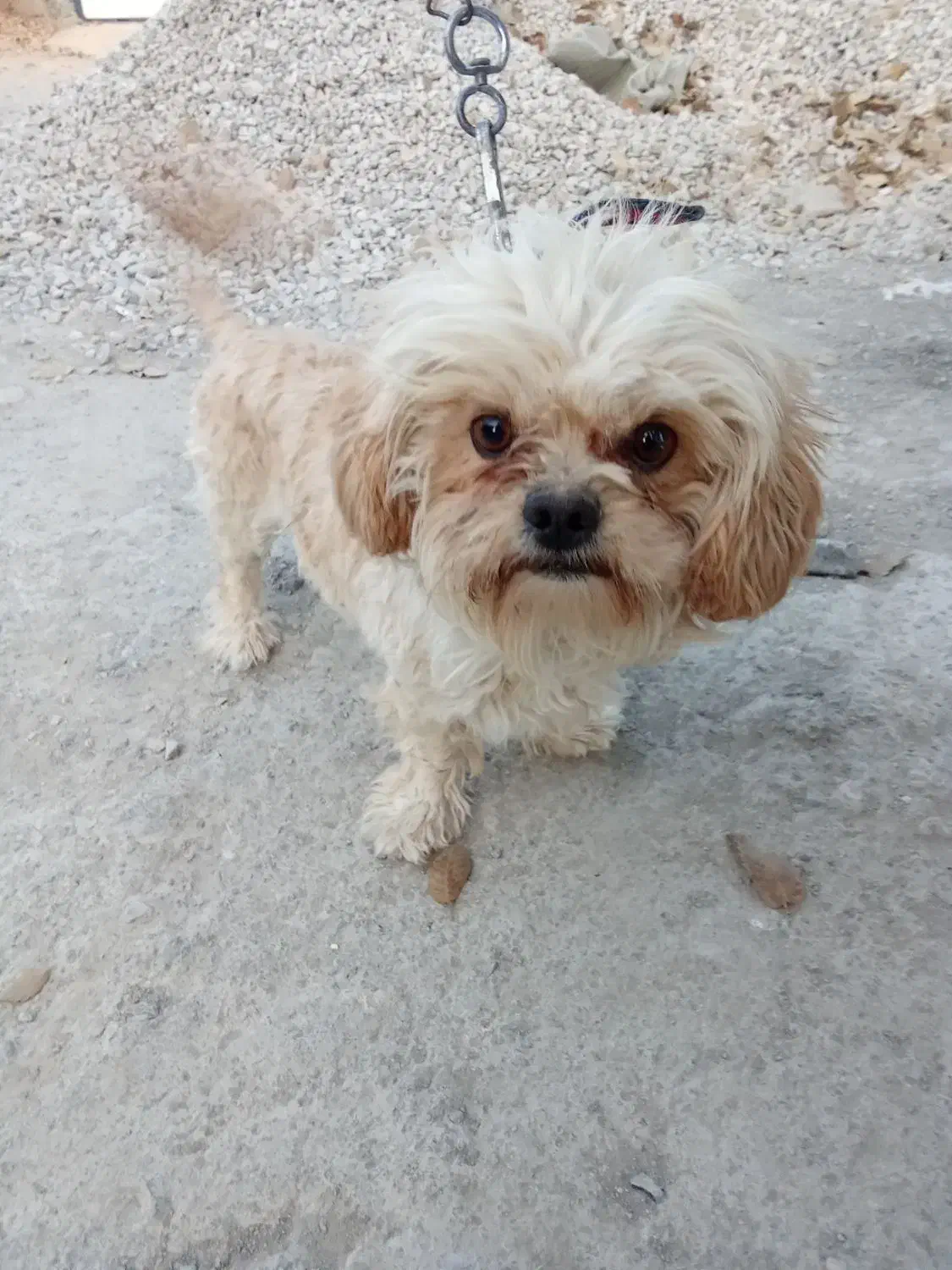 سگ پاکوتاه|سگ|یاسوج, |دیوار