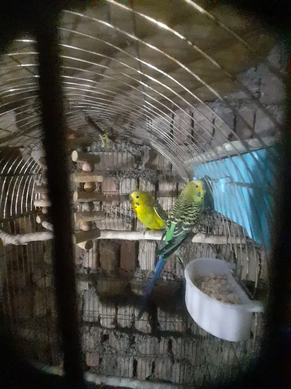 یک جفت مرغ عشق مولد و یک عدد جوجشون|پرنده|کبودرآهنگ, |دیوار