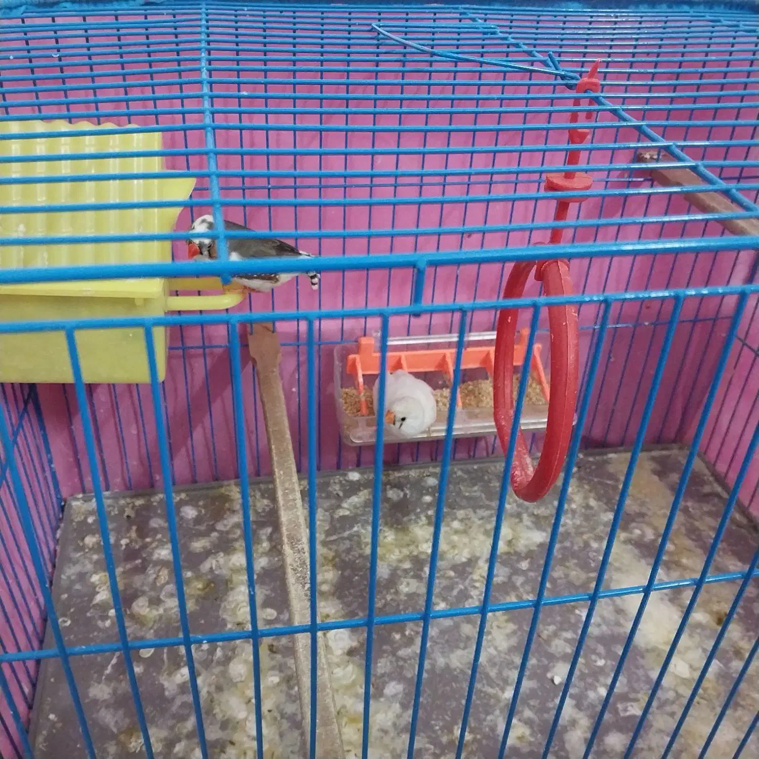 فنچ نر و ماده سرحال باقفس|پرنده|بندر ترکمن, |دیوار