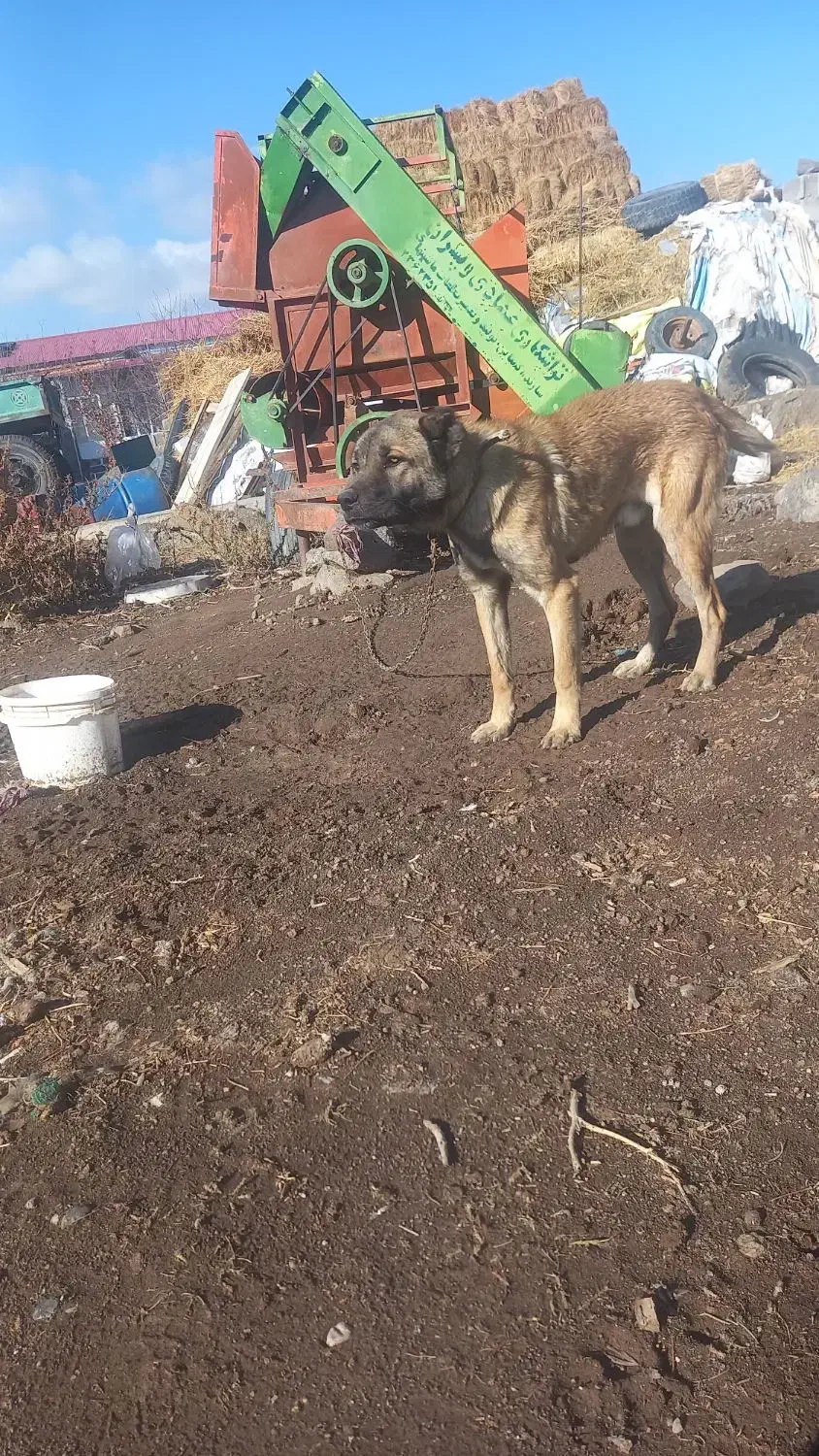 توله سرابی|سگ|هیر, |دیوار