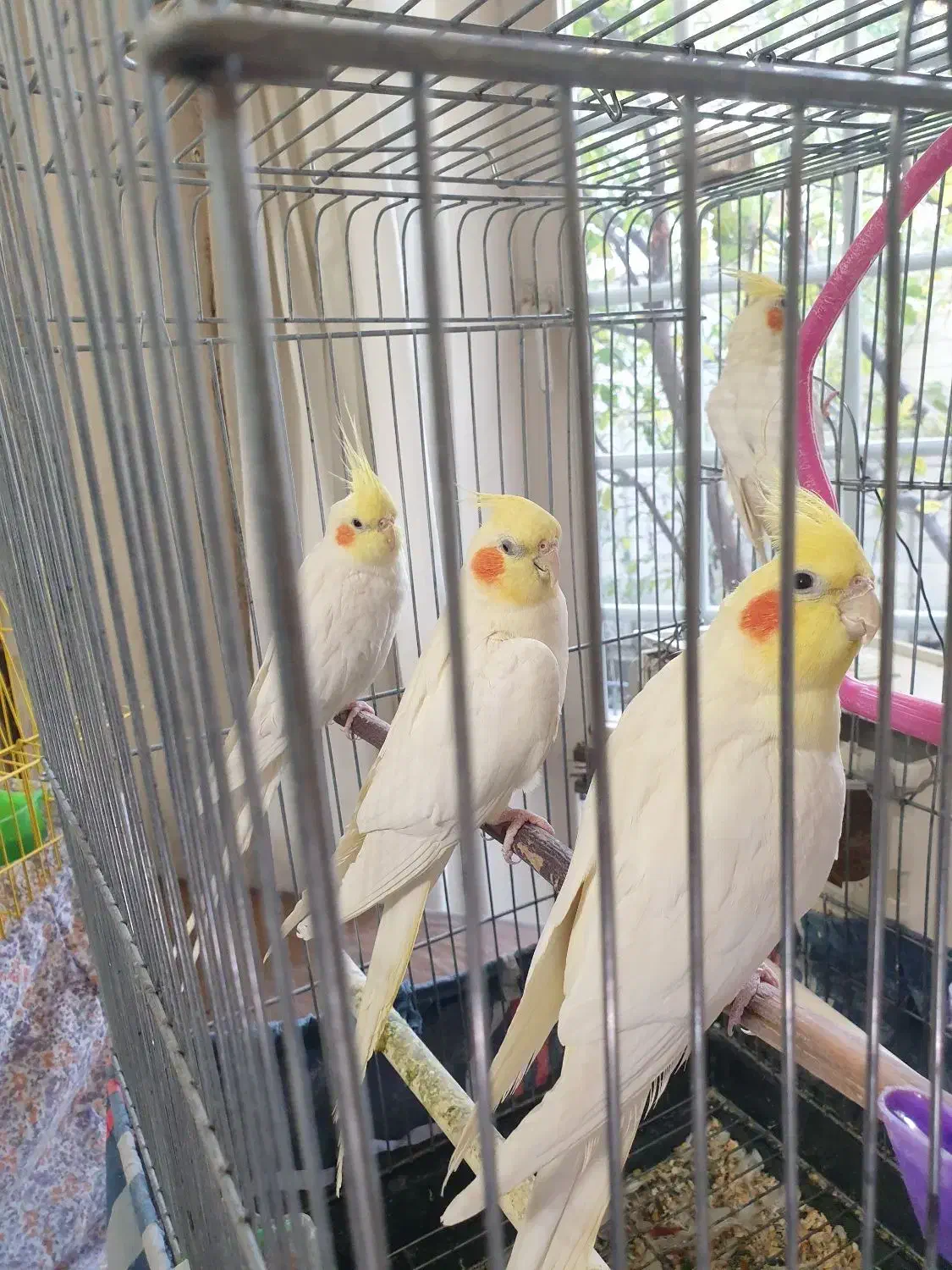 عروس هلندی|پرنده|مراغه, |دیوار