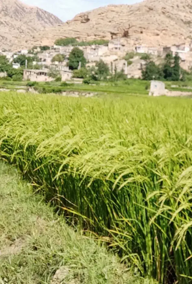 برنج دم سیاه فارسیان|خوردنی و آشامیدنی|آزادشهر, |دیوار