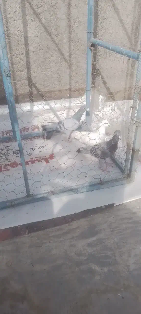 کبوتر  کیلومتری|پرنده|اردکان, |دیوار