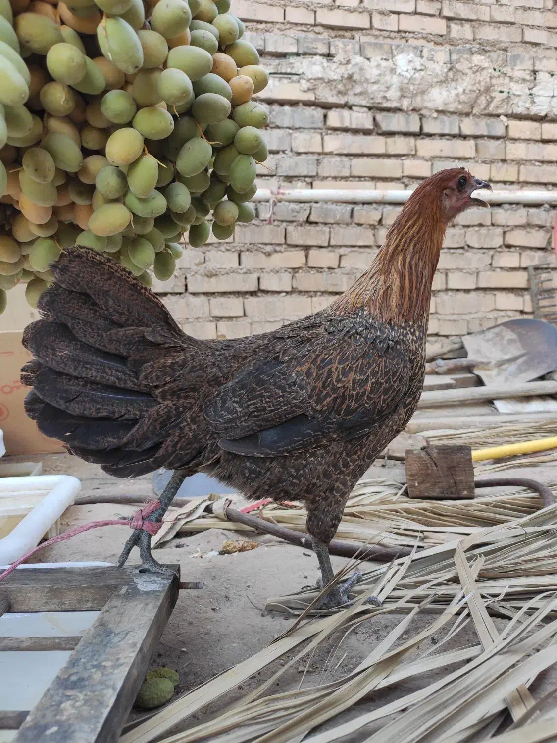 تخم مرغ نطفه دار|حیوانات مزرعه|اهواز, کوی آغاجاری|دیوار