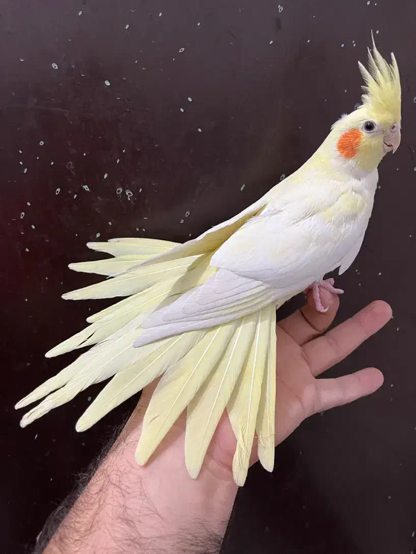 عروس هلندی ماده لوتینو زعفرونی بالغ چشم سبز آلبینو|پرنده|تهران, شکوفه (عبدل آباد)|دیوار