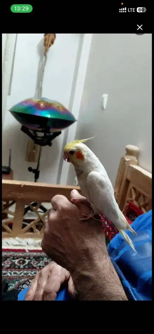 گمشده عروس هلندی|پرنده|تهران, انبار نفت|دیوار