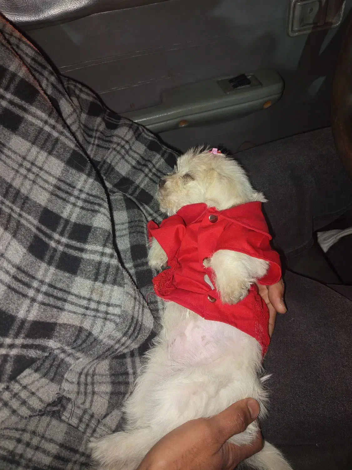 شیتزو|سگ|قزوین, |دیوار