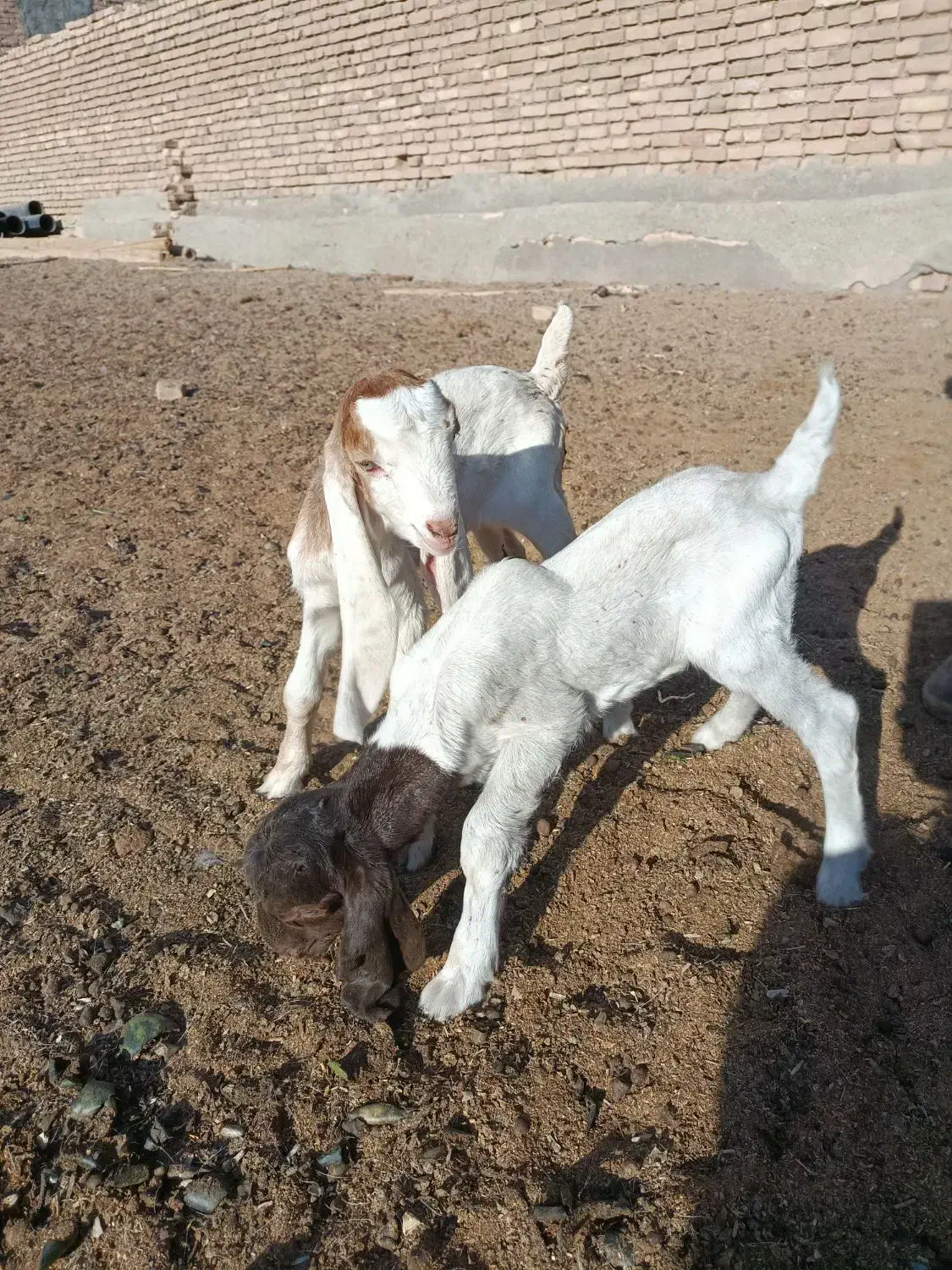 بزغاله نر و ماده|حیوانات مزرعه|سبزوار, قصبه شرقی|دیوار