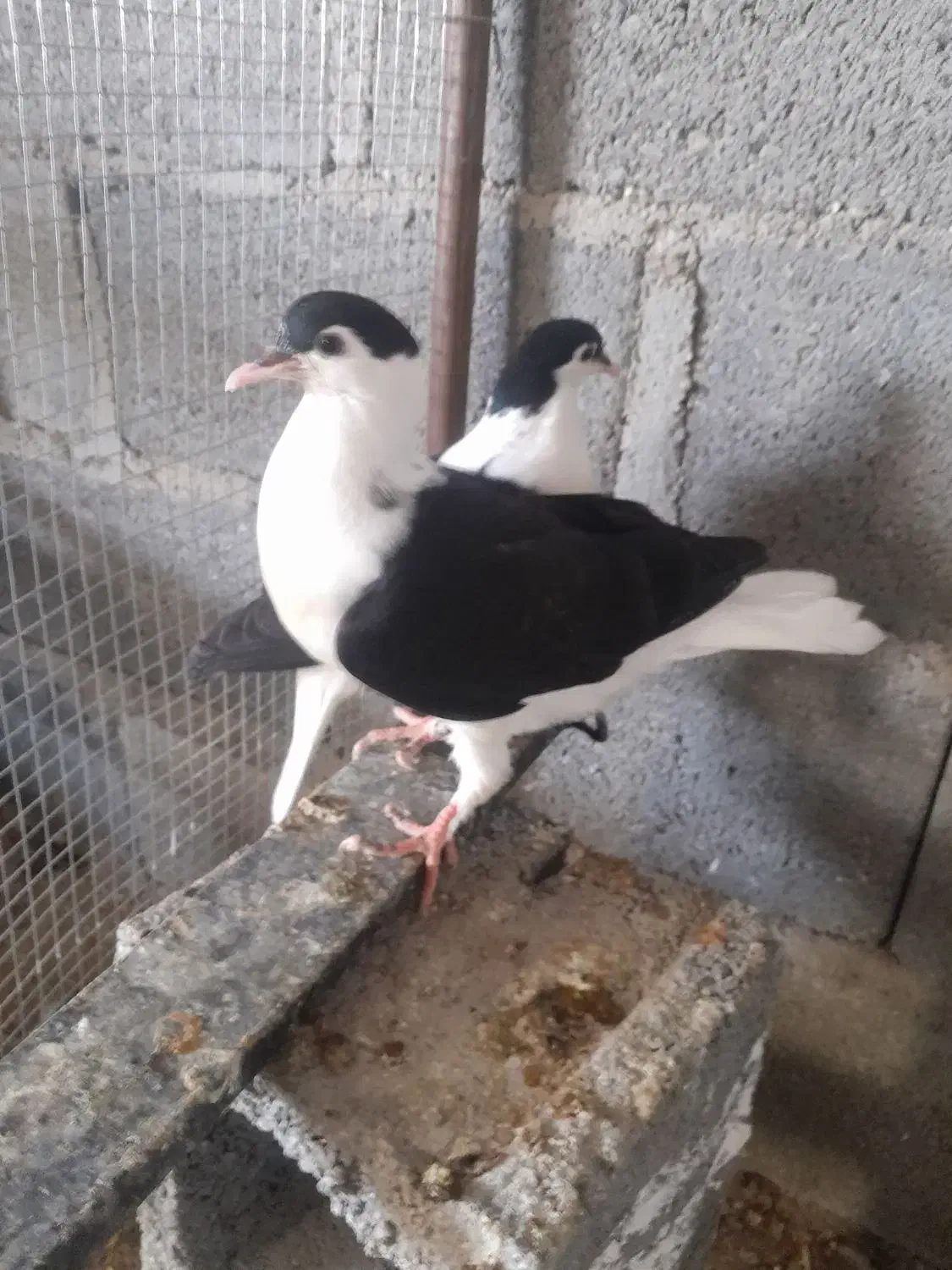 فروش کبوتر شهری افغانی|پرنده|گله دار, |دیوار