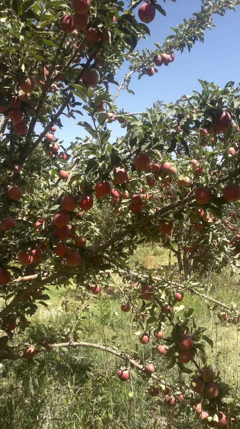 خرید سیب درختی|خدمات باغبانی و درختکاری|بروجن, |دیوار