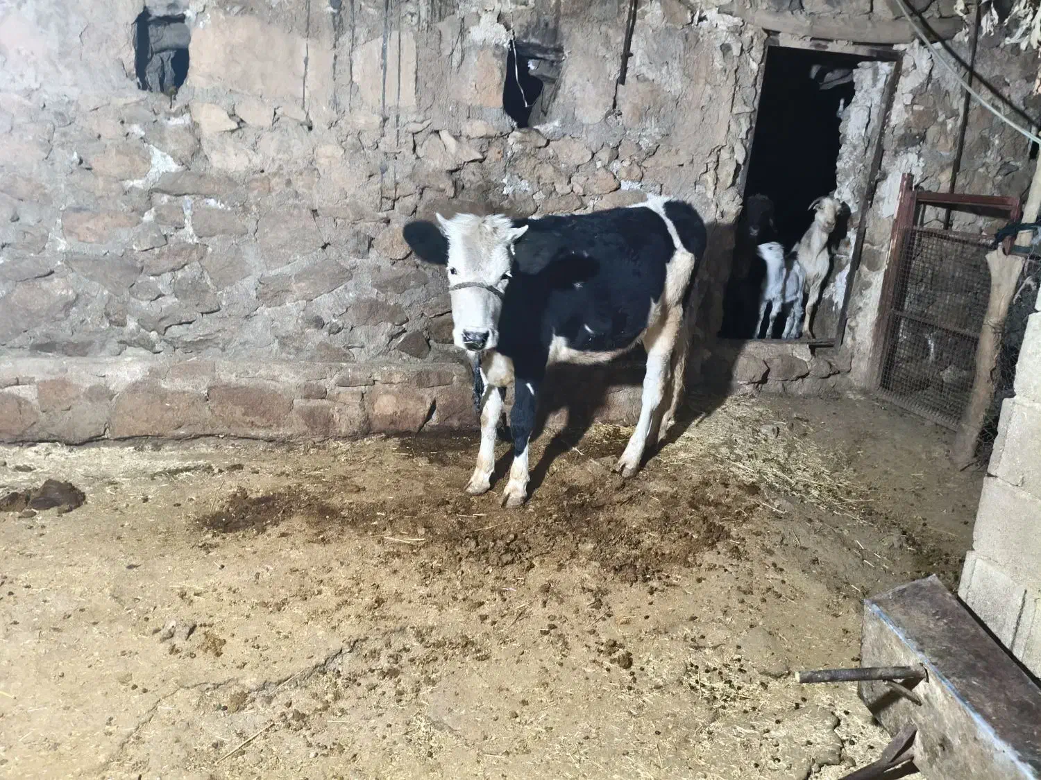 گوساله ماده سمینتال|حیوانات مزرعه|دهدشت, |دیوار