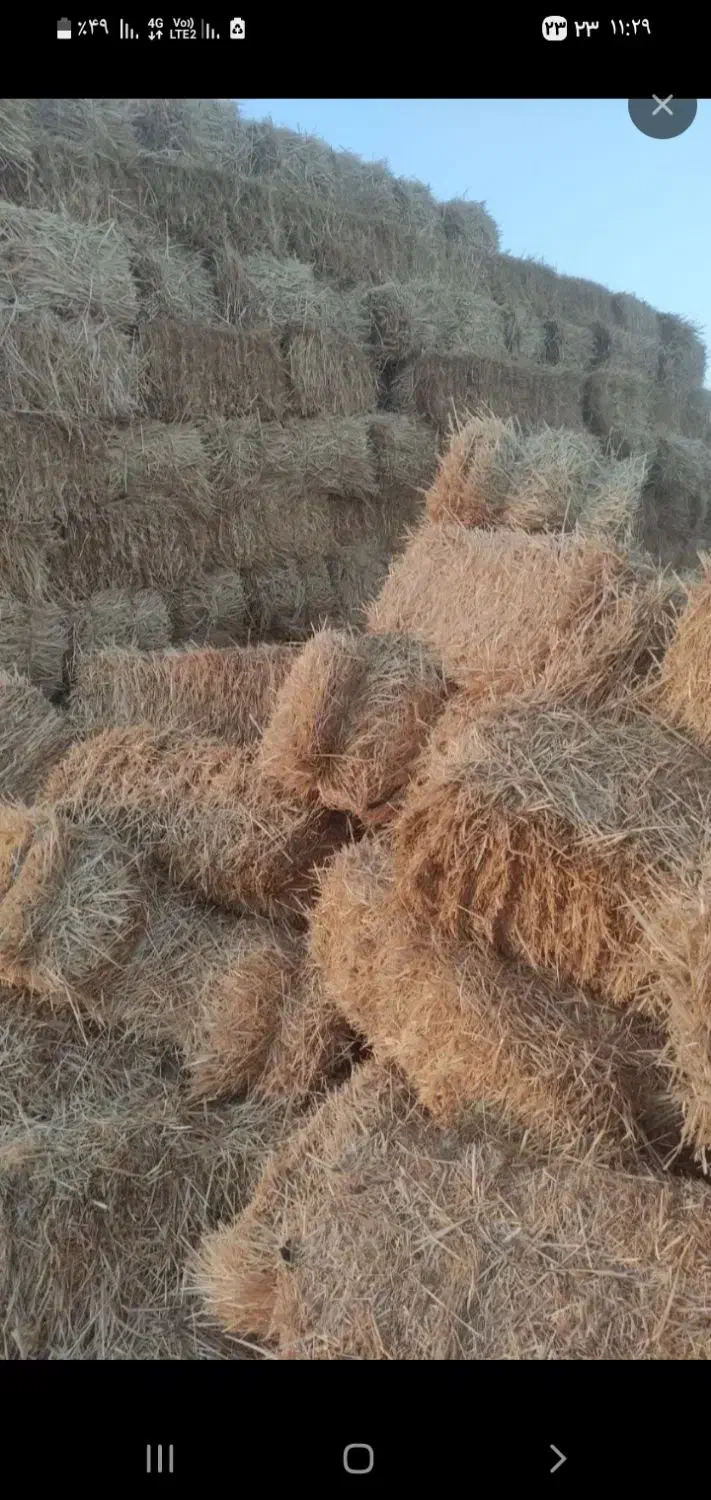 کاه گندم پرس دامداری گاوداری سوله غذای دام|عمدهفروشی|پاسارگاد, |دیوار