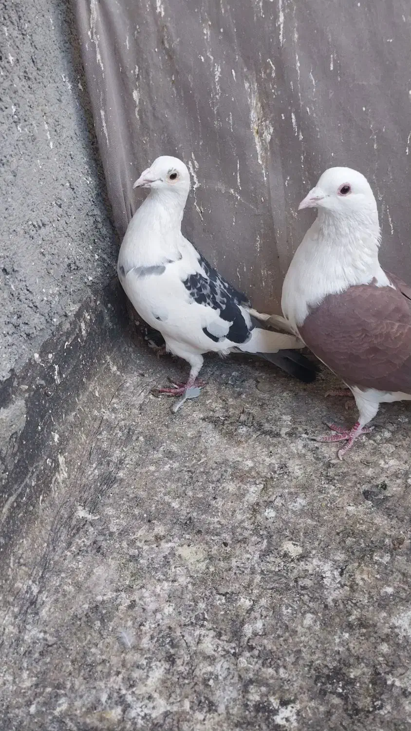 کبوتر پشت گراف المانی|پرنده|مشهد, نیزه|دیوار