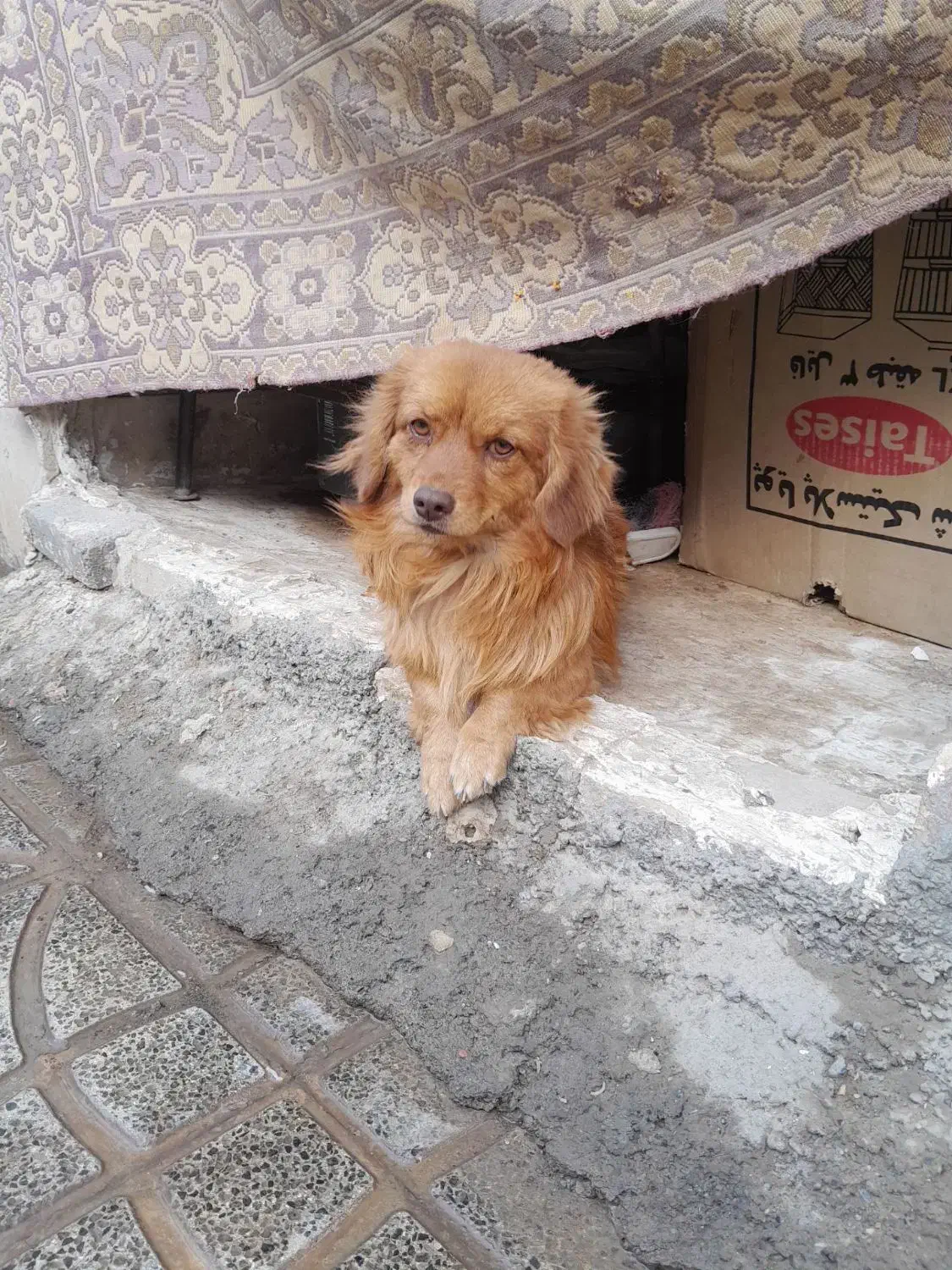 ۲میلیون مژدگانی نر و ماده|حیوانات|تربت جام, باغ سنگان سفلی|دیوار