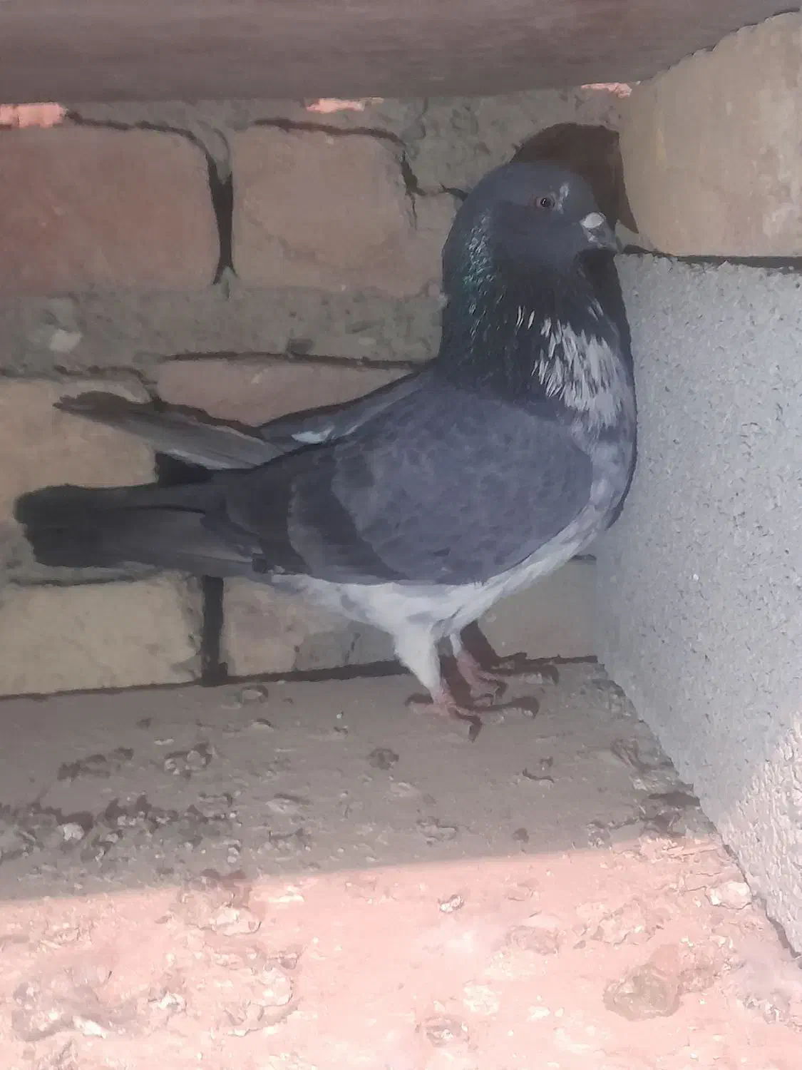 کفتر،کبوتر|پرنده|ماهدشت, |دیوار