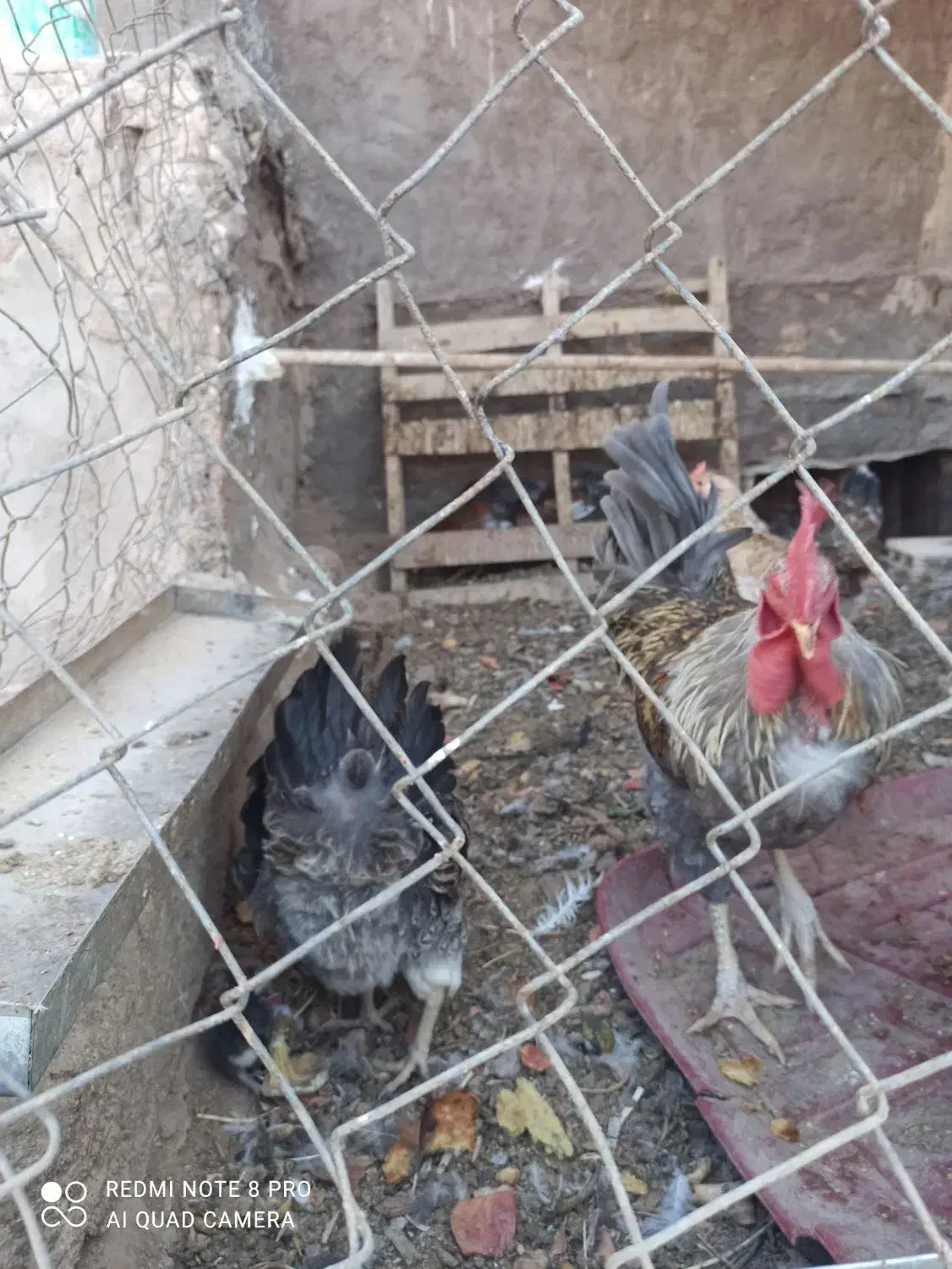 ترازو یک کیلوی خروس محلی|ابزارآلات|فردوس (کرمان), |دیوار