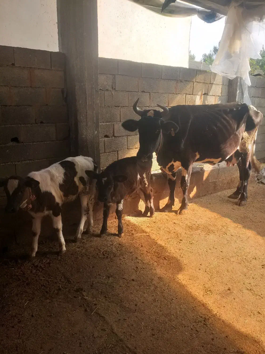 گاو دوقلو زا گوساله ها ماده|حیوانات مزرعه|چمستان, |دیوار