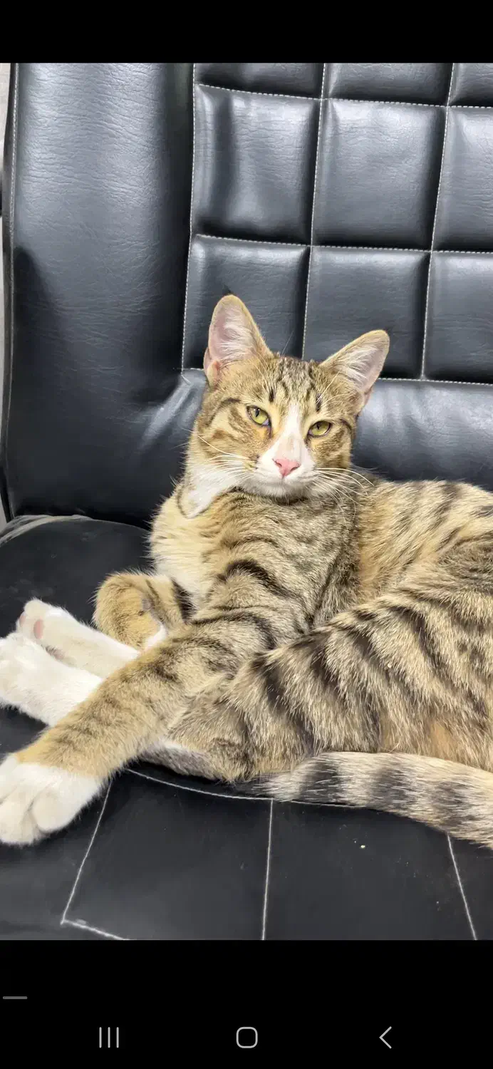 گربه ی گم شده حوالی بعثت و فردوسی شمالی|حیوانات|نیشابور, فردوس شمالی|دیوار