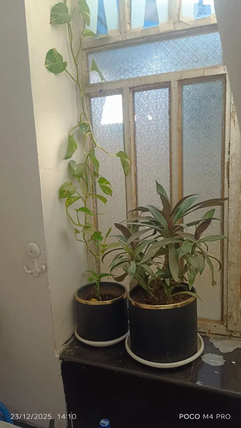 فروش گل|گل و گیاه طبیعی|شیراز, فرهنگیان|دیوار