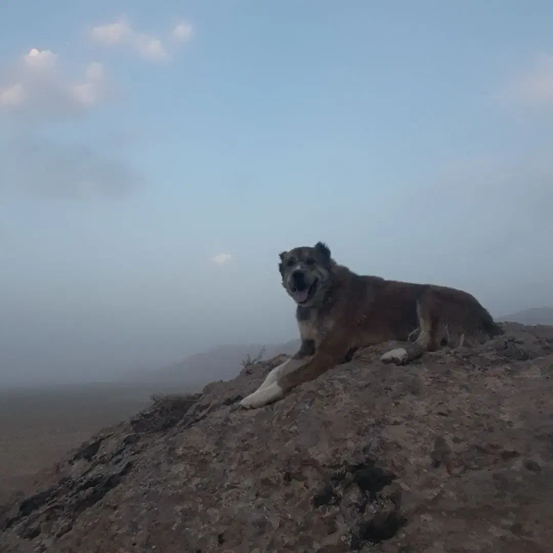 سگ گله|سگ|زیرکوه, |دیوار