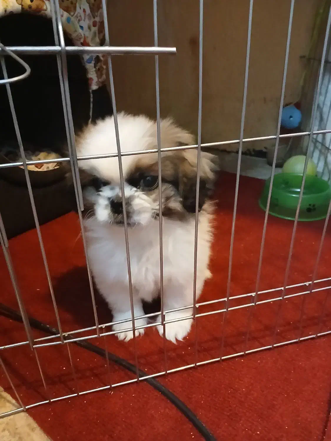 واگذاری سگ نزاد دار|سگ|پاکدشت, شهرک امام رضا|دیوار