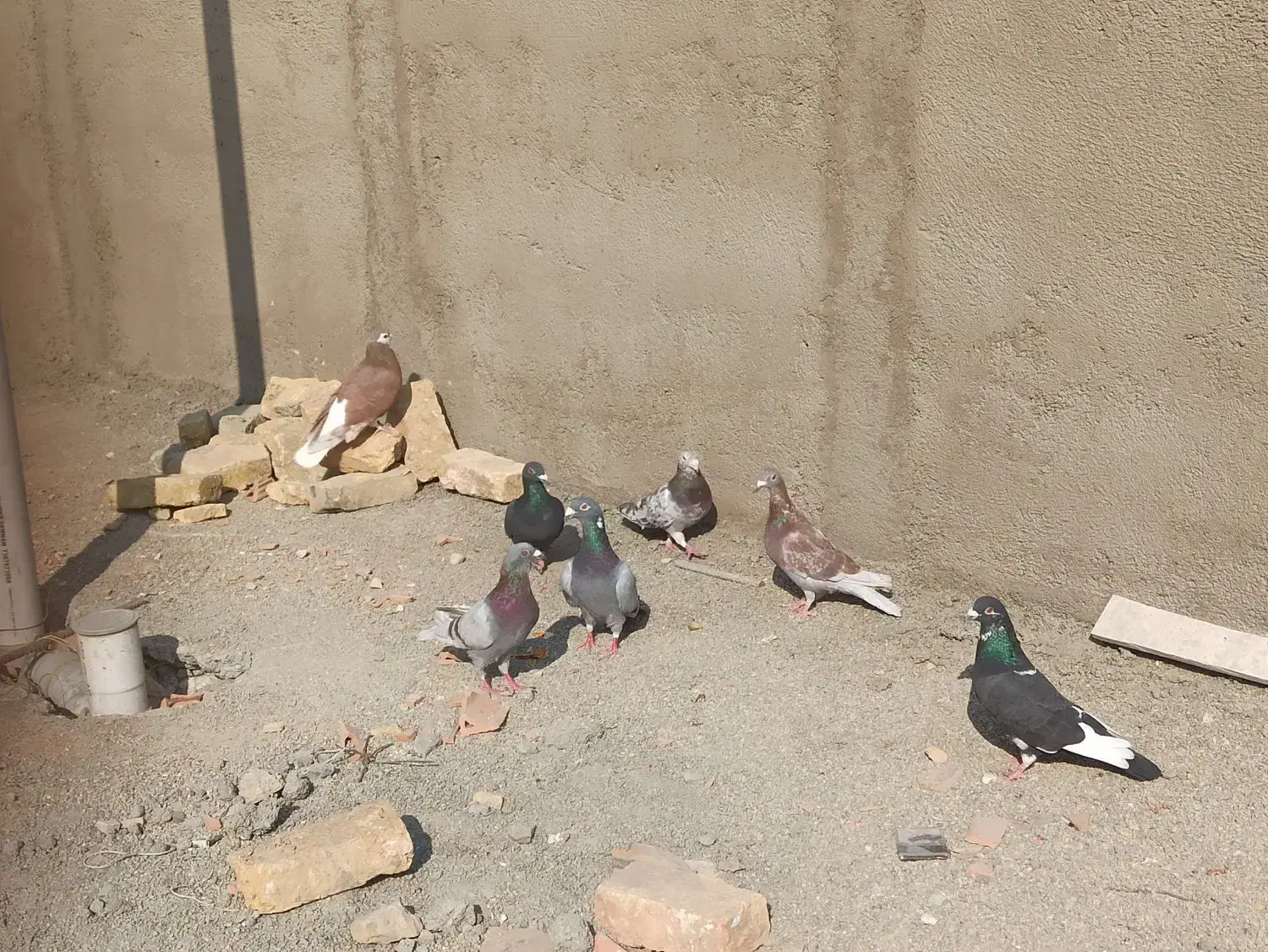 کبوتر گنبد،پرشی|پرنده|پاکدشت, پاکدشت (مامازند)|دیوار