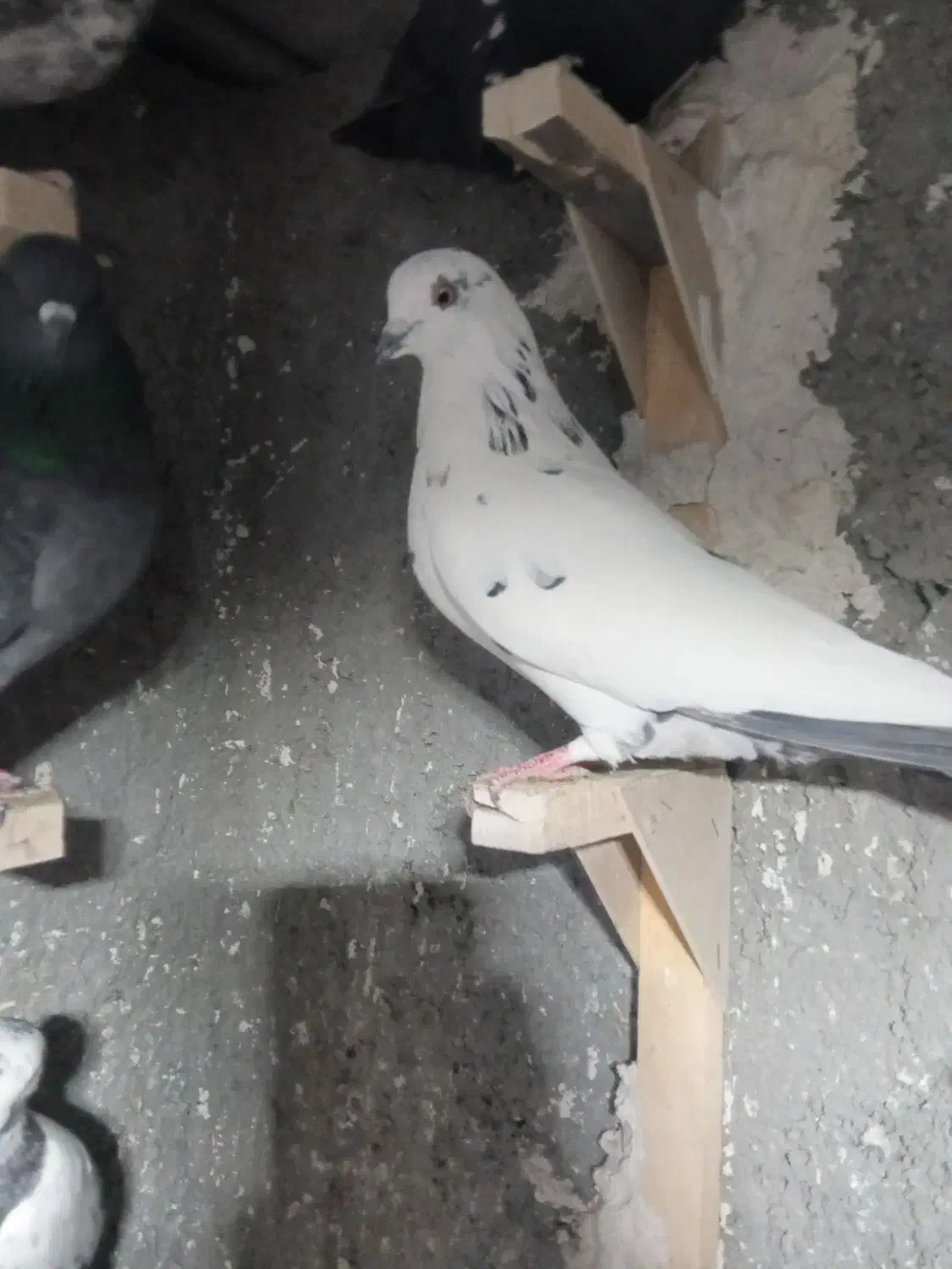 پرنده|پرنده|شیراز, ماه فیروزان|دیوار