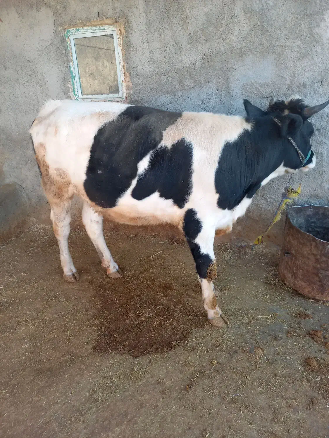 یک عدد نوبر ویک عدد گوساله تمام پروار|حیوانات مزرعه|رومشکان, |دیوار