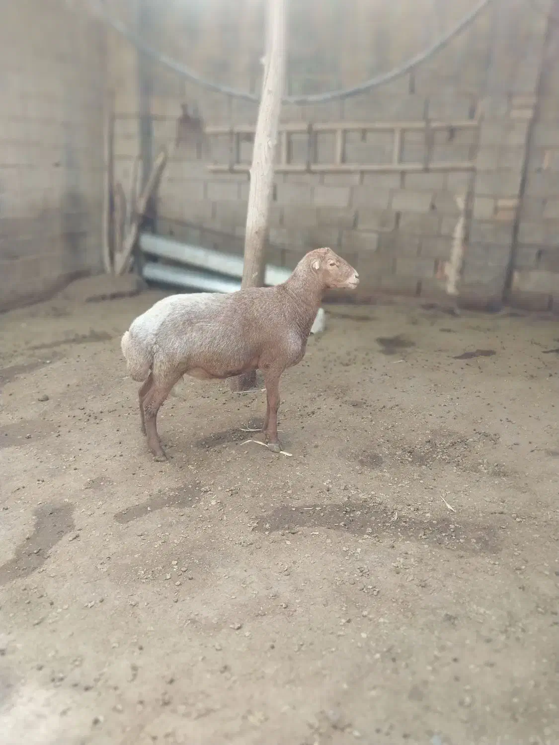 قوچ مغان|حیوانات مزرعه|دینور, |دیوار