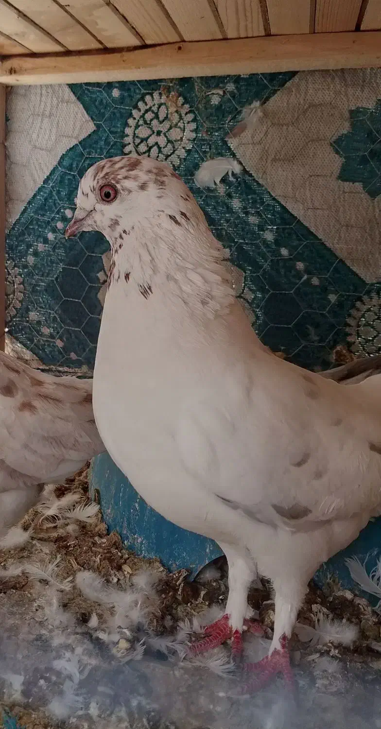 3عدد کبوتر زوردار|پرنده|سرپل ذهاب, |دیوار