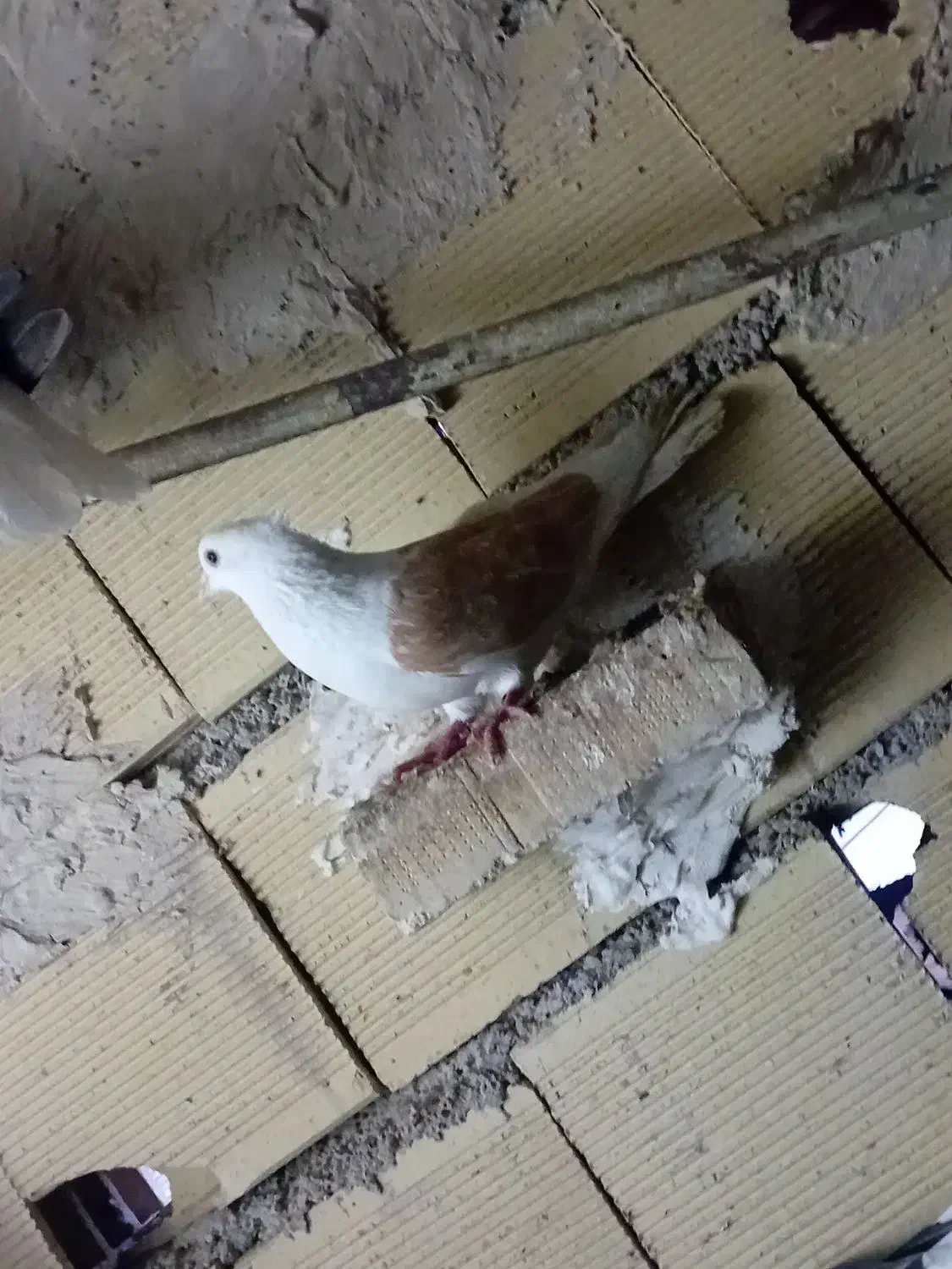 رنگی|پرنده|اهواز, بیست متری شهرداری|دیوار