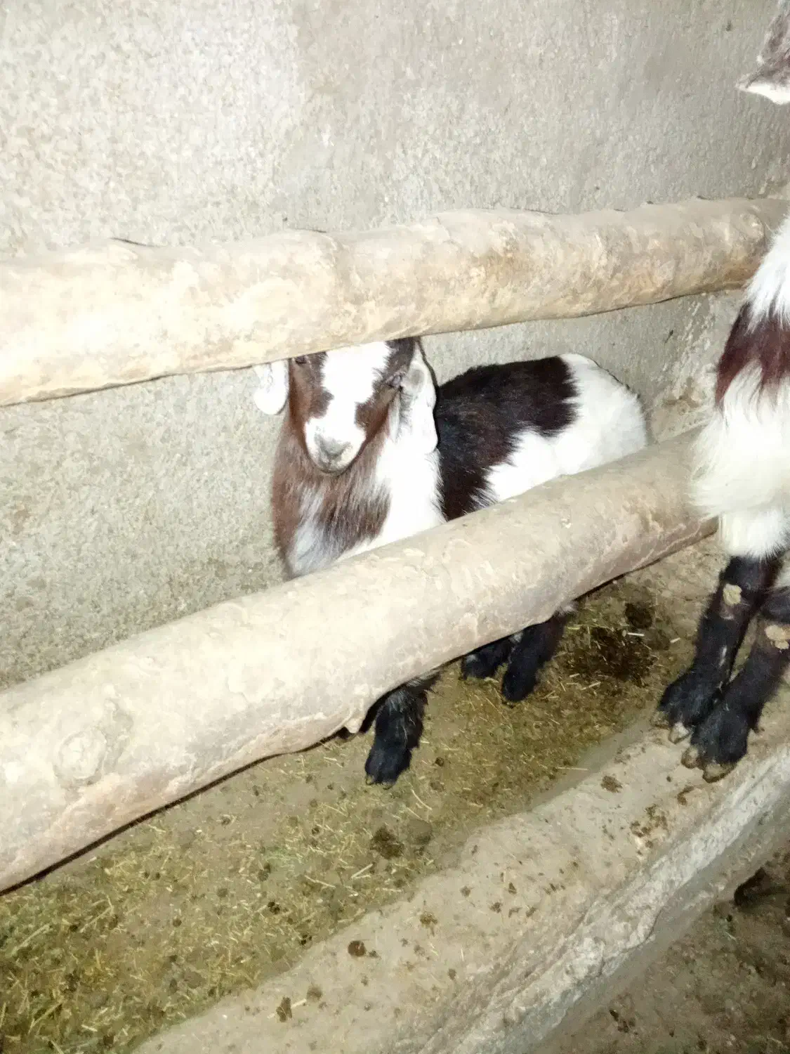 فروش فوری|حیوانات مزرعه|صباشهر, |دیوار