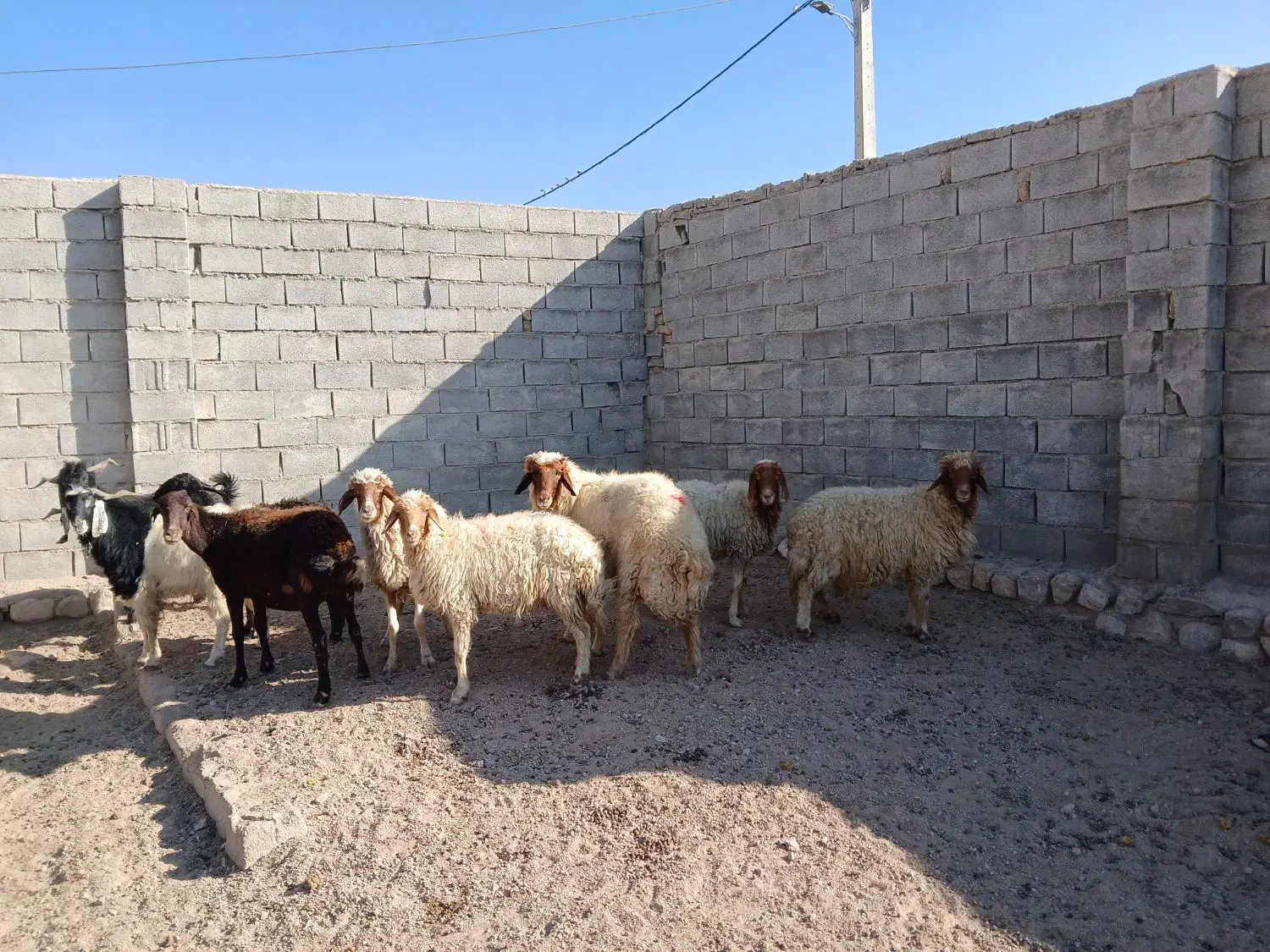 ۸راس و۳ راس نر بز همشون کیلوی میدم پول نیازم|حیوانات مزرعه|آبدانان, |دیوار