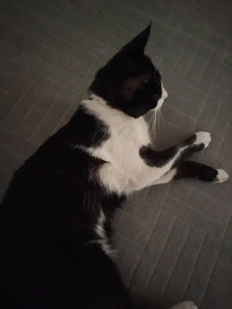 گربه گمشده|گربه|جهرم, |دیوار