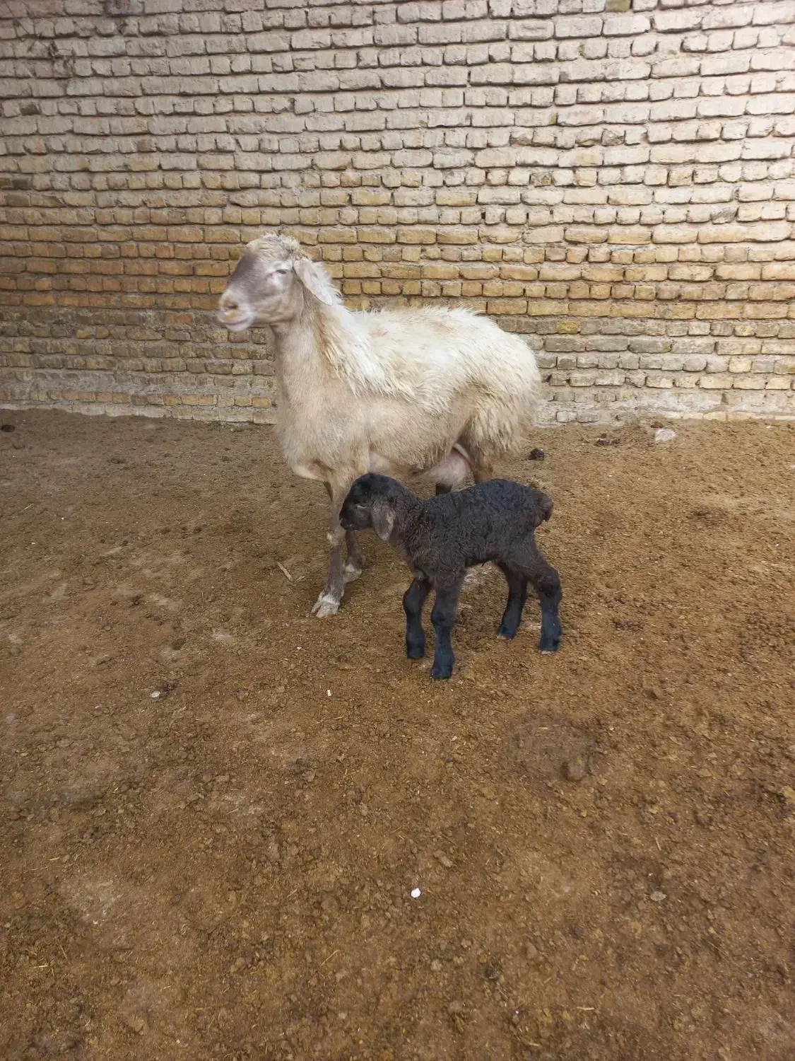 میش جوان|حیوانات مزرعه|شیروان (خراسان), |دیوار