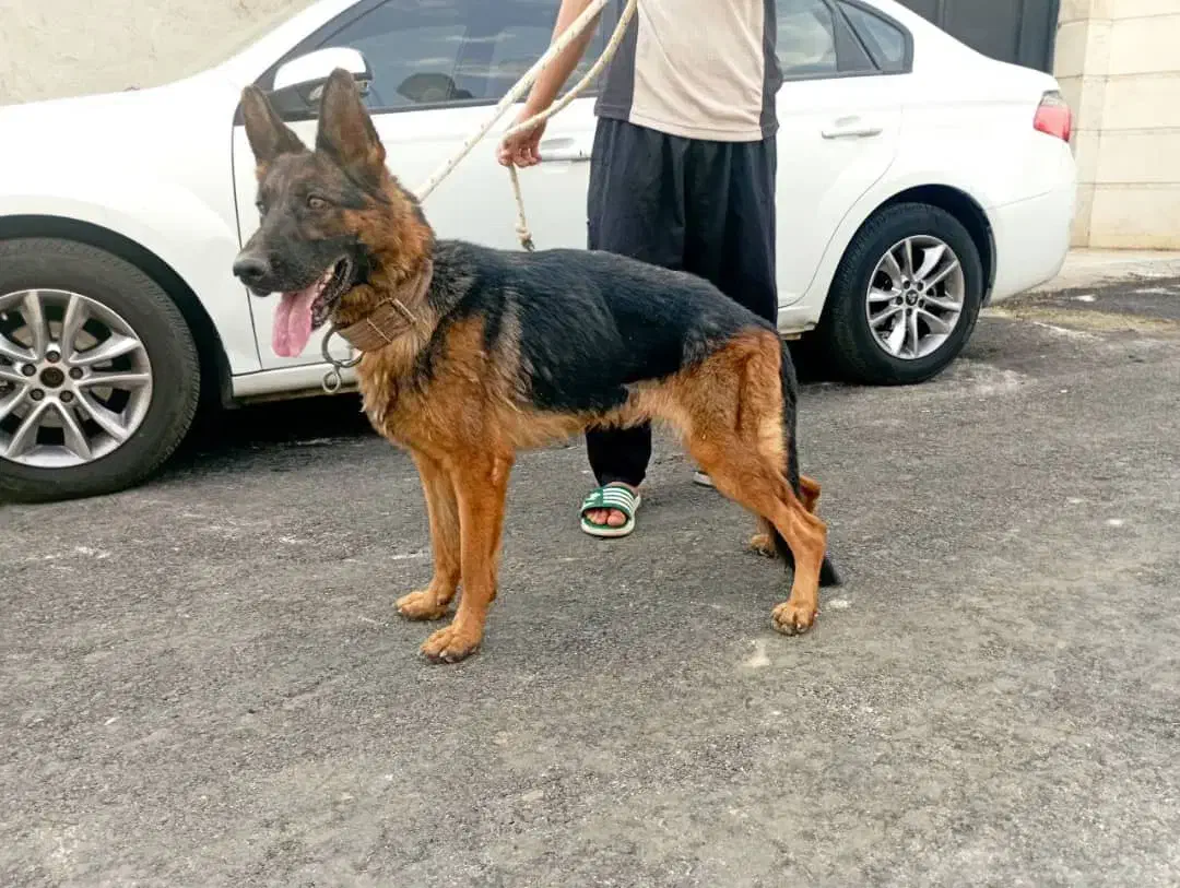 سگ ژرمن پژدر|سگ|قره چای, |دیوار