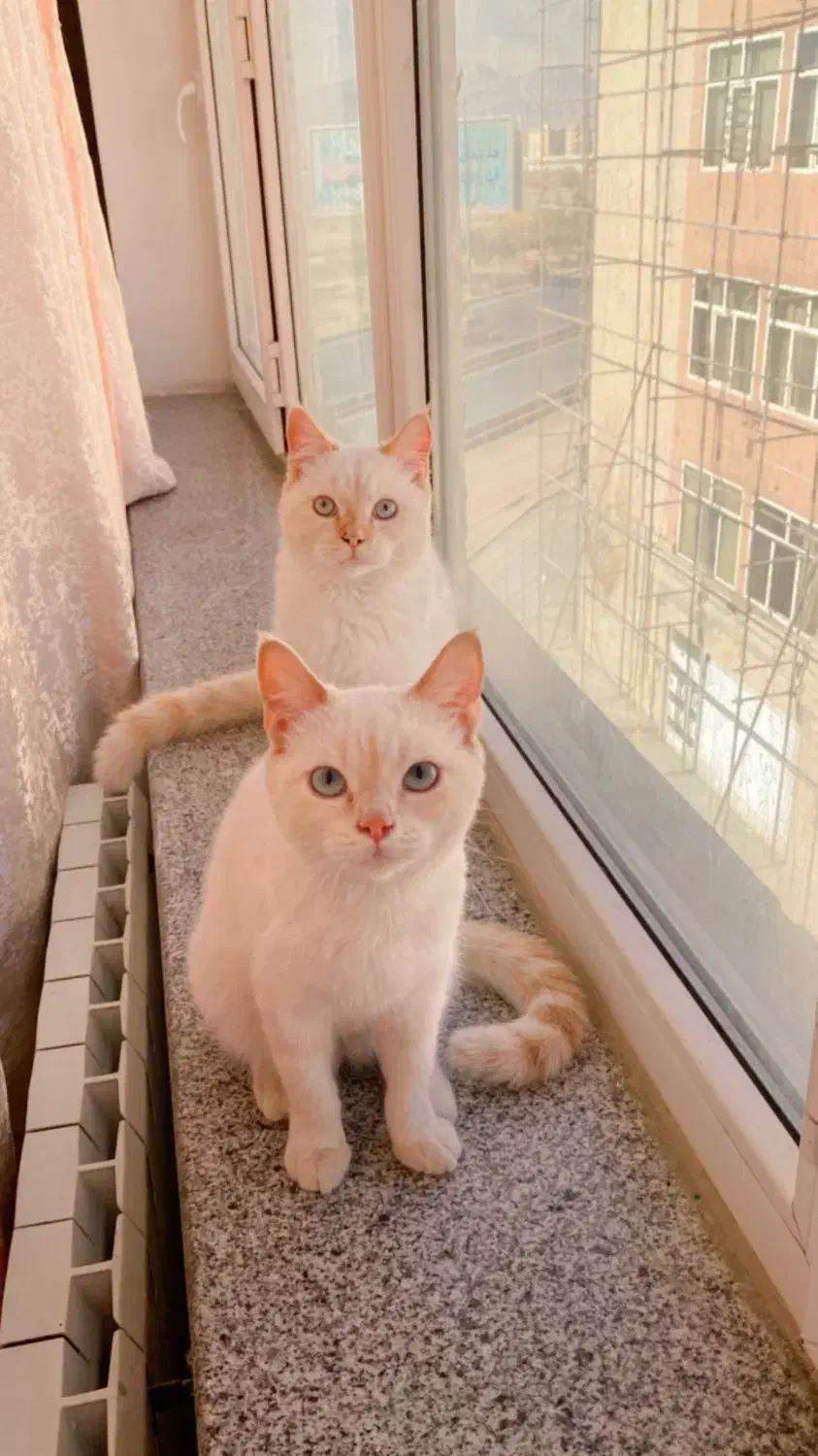 واگذاری گربه بریتیش|گربه|بندرعباس, |دیوار