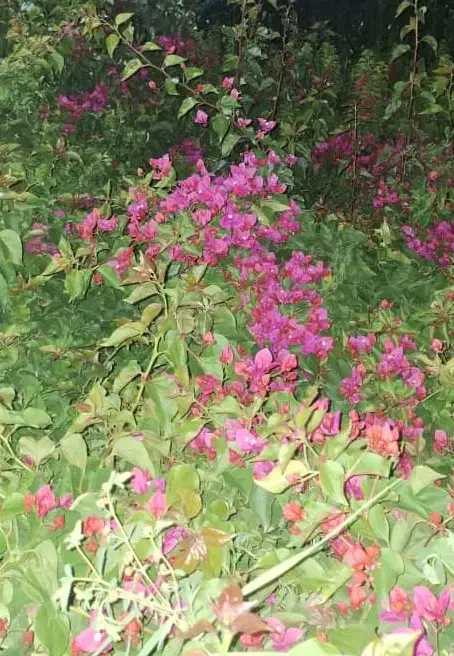 گل کاغذی عمده|گل و گیاه طبیعی|محلات, |دیوار