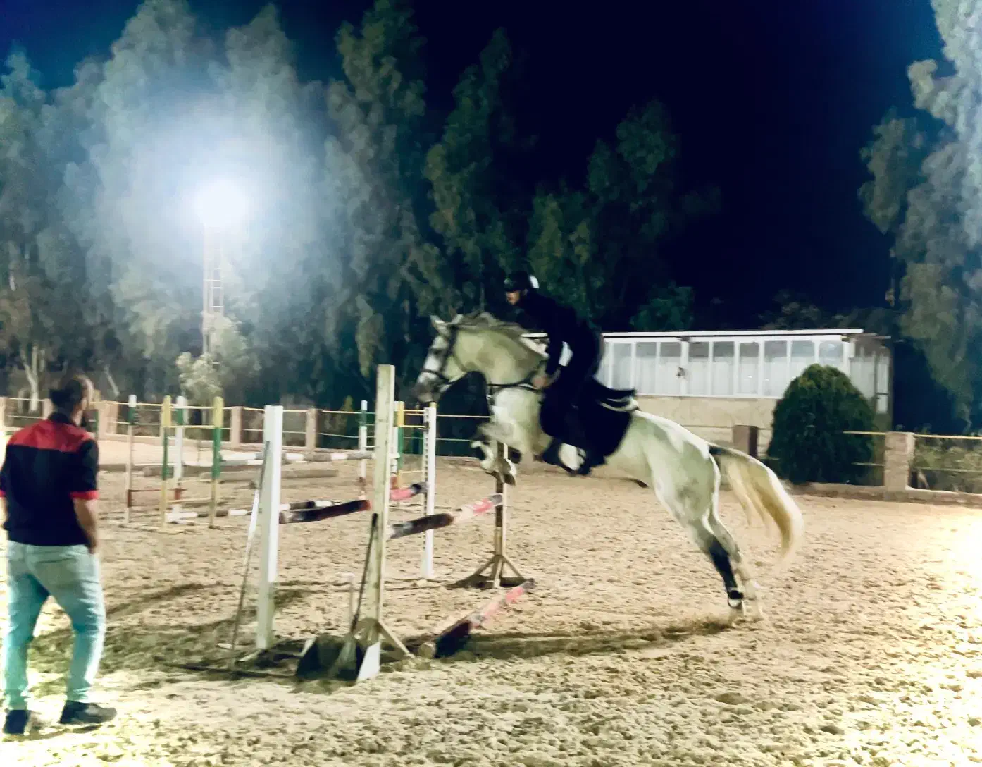 اسب مادیون یسرخارجی|اسب و تجهیزات اسبسواری|پاکدشت, پاکدشت (مامازند)|دیوار