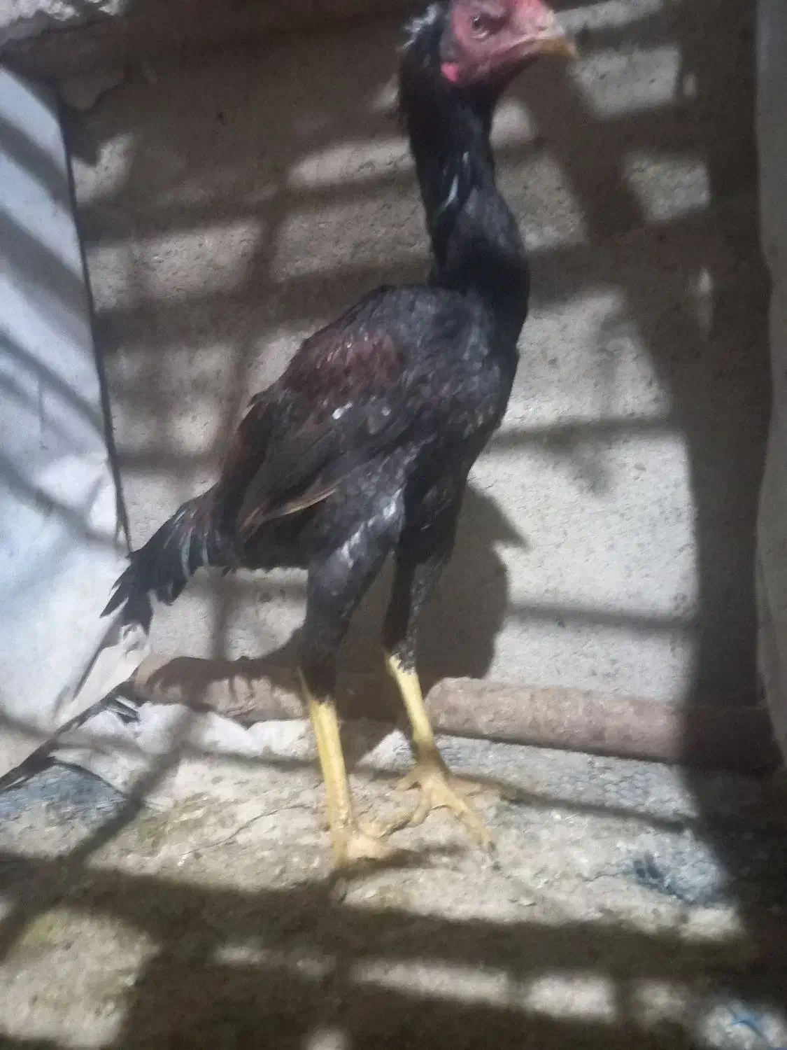 جوجه خروس لاری ۵ماهه از بهترین نژاد|حیوانات مزرعه|شاهین دژ, |دیوار