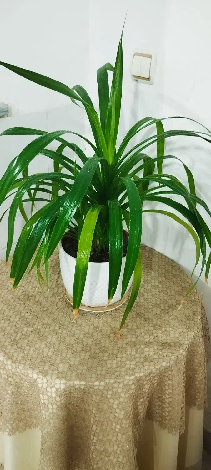 گل و‌گیاه|گل و گیاه طبیعی|نیشابور, مازول|دیوار