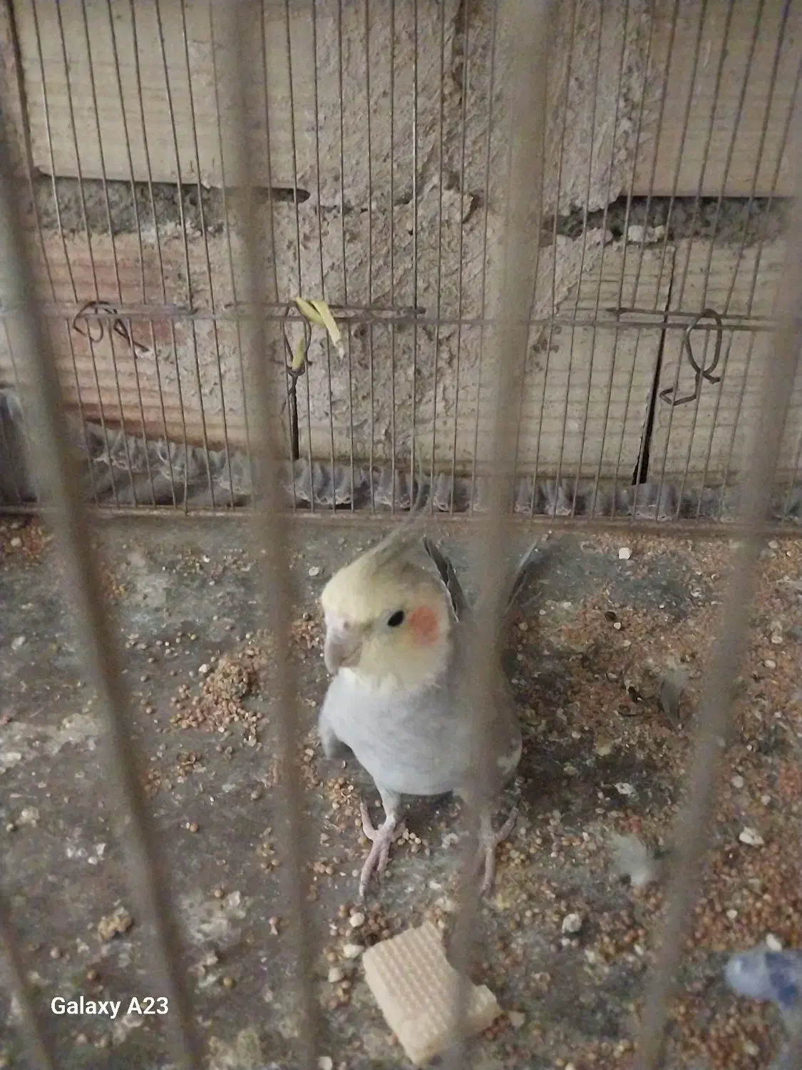 عروس|پرنده|محمدیه-قزوین, |دیوار