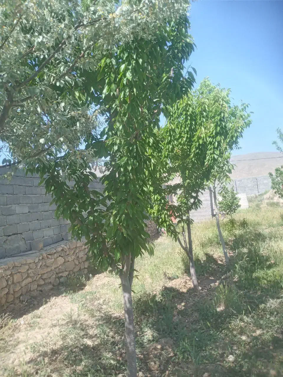 فروش زمین با استخر در روستای باغان با سند ششدانگ|فروش زمین و ملک کلنگی|شیروان (خراسان), |دیوار