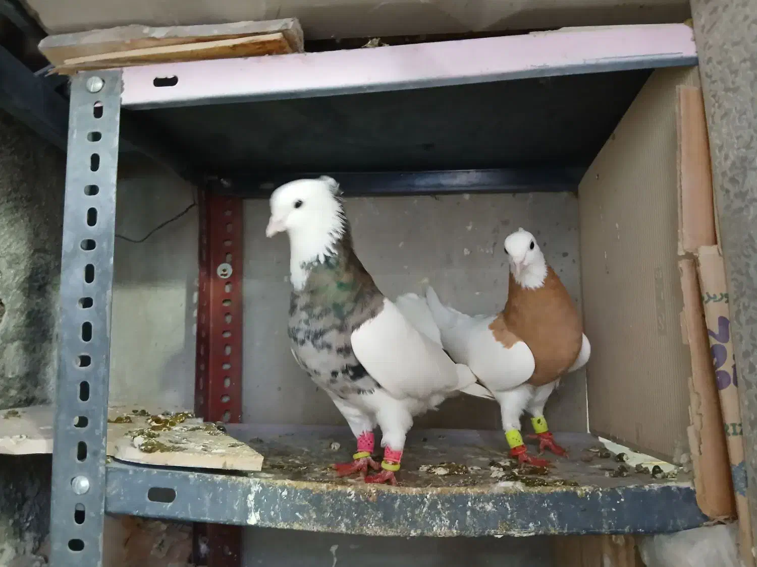 زیورآلات تزئینی، ،طوقی|جواهرات|تاکستان, |دیوار