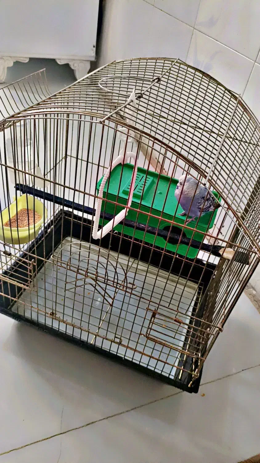 مرغ عشق|پرنده|خوی, |دیوار