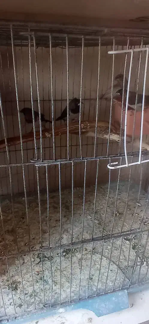 فنج بنگالی|پرنده|تبریز, |دیوار